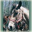 Diesel the horse