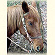 Forrest Gump the horse