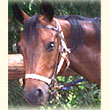 Slick the Horse