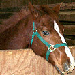 Big Red - The Horse