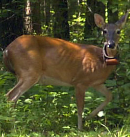 Georgia Deer