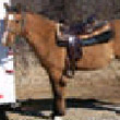 Dun It - the horse