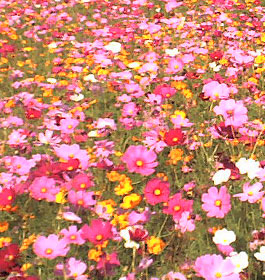 Pretty flowers on GA scenic byway