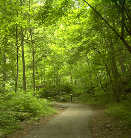 Georgia forest trees