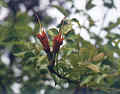Georgia Flowers at Bridge