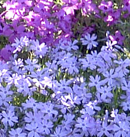 Pretty flowers in park