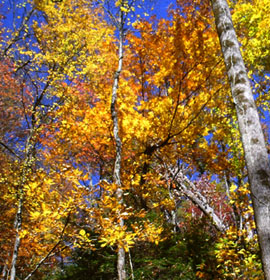 Colorful falls trees at Raven Cliff Falls