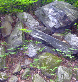 Rocks in forest