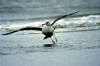 The Birds of Tybee Island Movie
