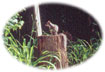 Squirrel at The Lodge