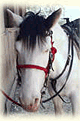 Thunder the horse