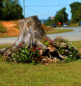 Tree trunk with pretty flowers