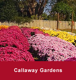 Callaway Gardens Flowers