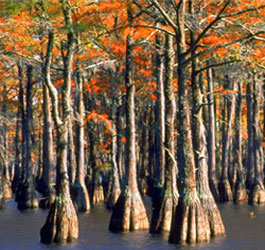 Cypress Trees at George L Smith State Park