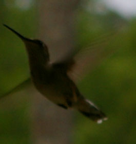 Hummingbird in GA