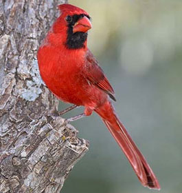 Red Cardinal bird